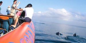 Bali Dolphin Cruise