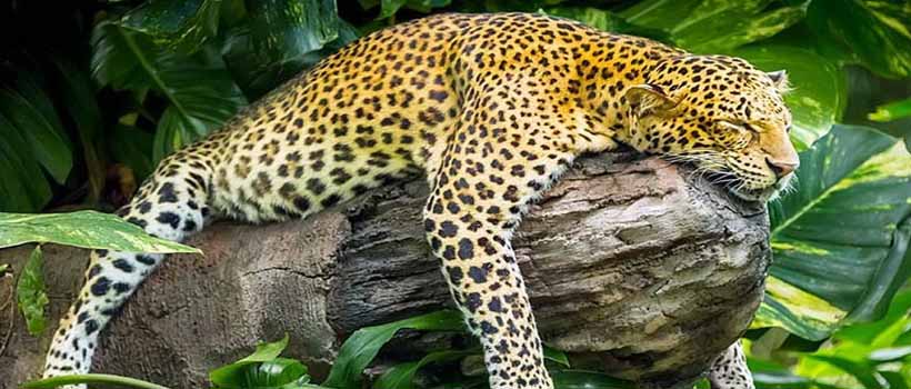 Bali Leopard Packages