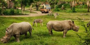 Bali Rhino Packages