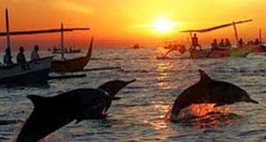 Bali Dolphin Tour