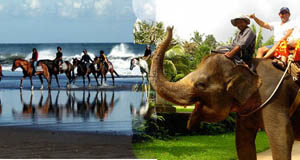 Bali Horse Riding elephan ride